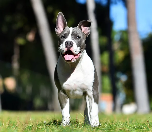 Cachorro Perro Bravucón Americano Campo Verde — Foto de Stock