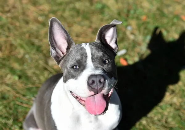 Een Amerikaanse Bullebak Hond Puppy Een Groen Veld — Stockfoto