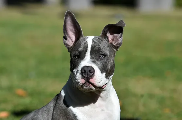 Ein Amerikanischer Rüpel Hundewelpe Auf Einer Grünen Wiese — Stockfoto