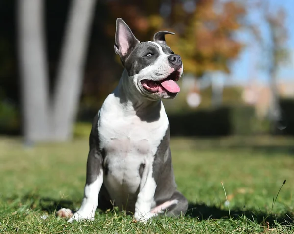 Ein Amerikanischer Rüpel Hundewelpe Auf Einer Grünen Wiese — Stockfoto