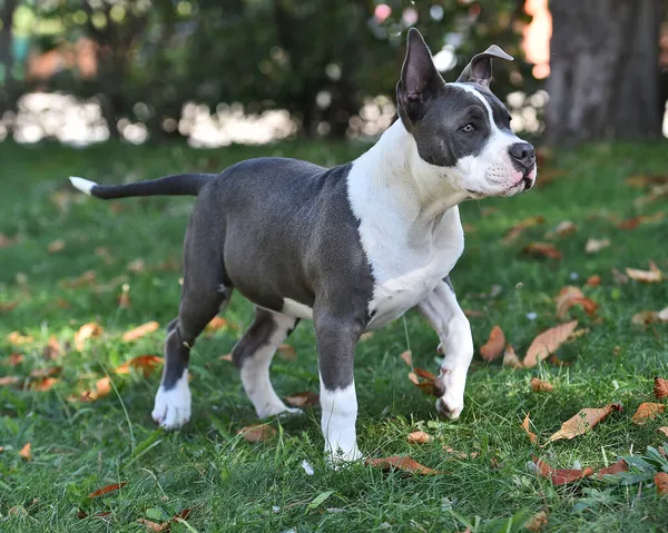 American Bully Dog Puppy Green Field — Stock Photo, Image