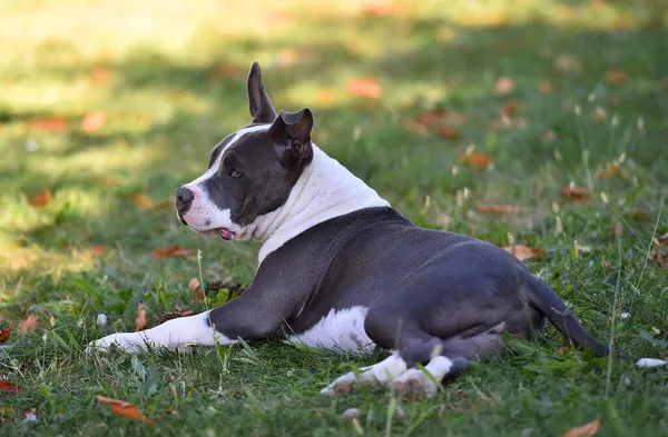 Ein Amerikanischer Rüpel Hundewelpe Auf Einer Grünen Wiese — Stockfoto