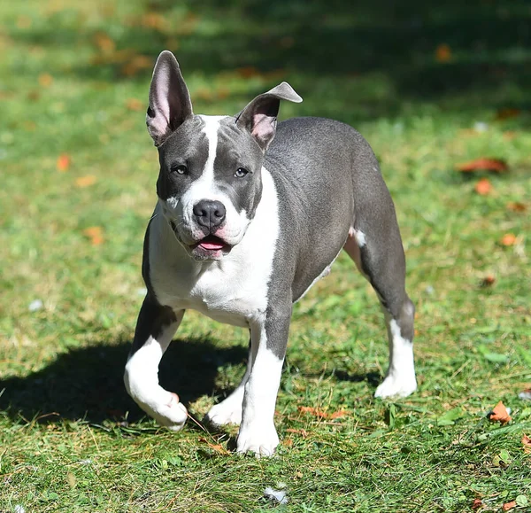 Een Amerikaanse Bullebak Hond Puppy Een Groen Veld — Stockfoto