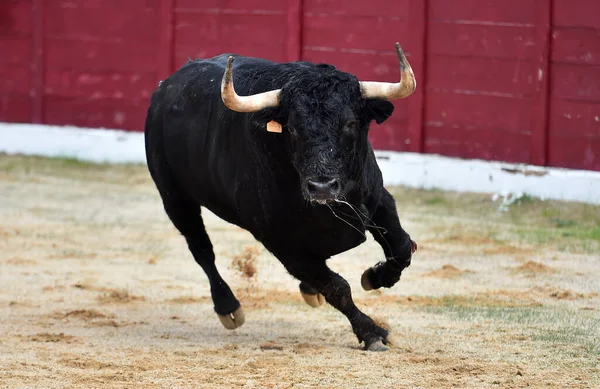 Toro Combattivo Con Grandi Corna Uno Spettacolo Tradizionale Corrida Nella — Foto Stock