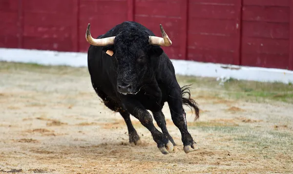 Fighting Bull Big Horns Traditional Spectacle Bullfight Spanish Bullring — Stock Photo, Image