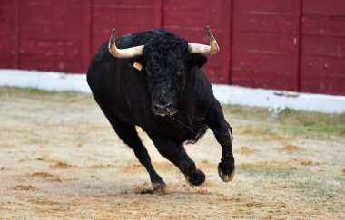 İspanyol boğa güreşinde geleneksel bir boğa güreşi gösterisinde boynuzlu bir boğa.