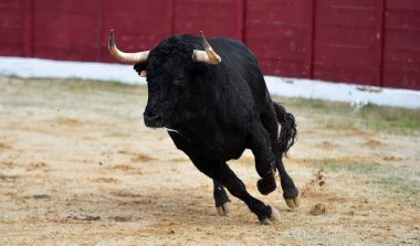 İspanyol boğa güreşinde geleneksel bir boğa güreşi gösterisinde boynuzlu bir boğa.
