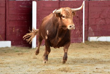İspanyol boğa güreşinde geleneksel bir boğa güreşi gösterisinde boynuzlu bir boğa.