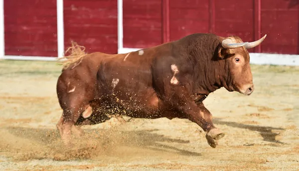 Een Vechtstier Met Grote Hoorns Een Traditioneel Spektakel Van Stierenvechten — Stockfoto