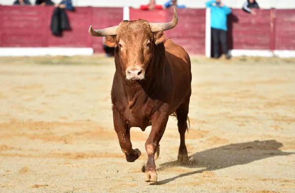 牛角斗牛在西班牙斗牛场传统的斗牛场面中长着大角的斗牛 — 图库照片