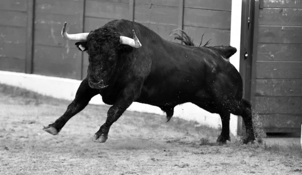 スペインの闘牛場で闘牛の伝統的な光景で大きな角を持つ闘牛 — ストック写真