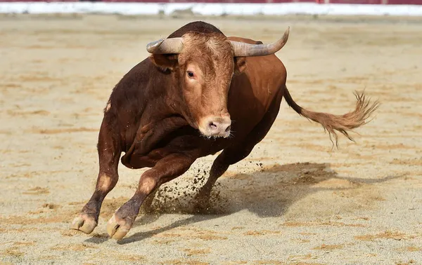 Een Vechtstier Met Grote Hoorns Een Traditioneel Spektakel Van Stierenvechten — Stockfoto