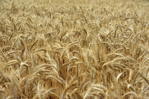 Wheat Field Spain — Fotografia de Stock