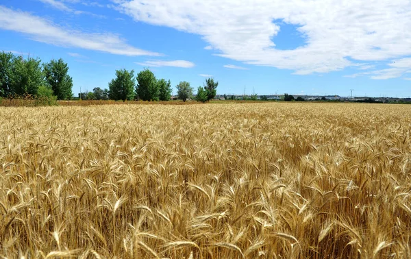 Wheat Field Spain — Stok Foto