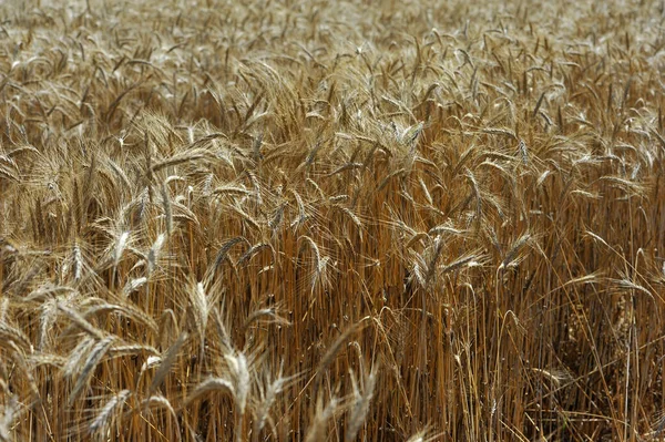 Wheat Field Spain — Stockfoto