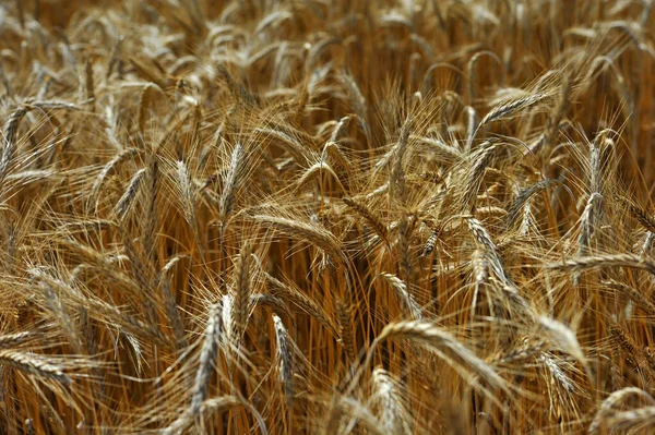 Wheat Field Spain — стоковое фото