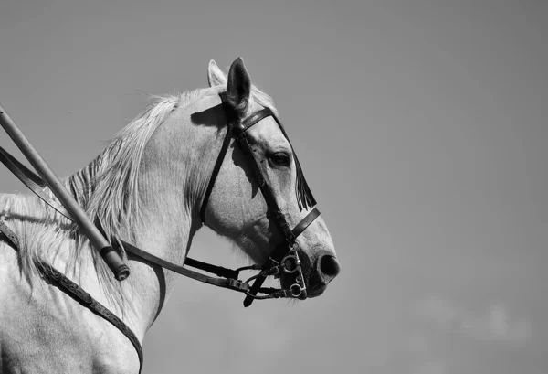 Uma Cabeça Belo Cavalo — Fotografia de Stock