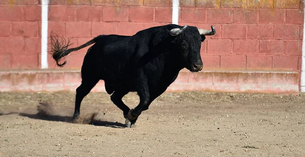 Toro Combate Con Cuernos Grandes España — Foto de Stock