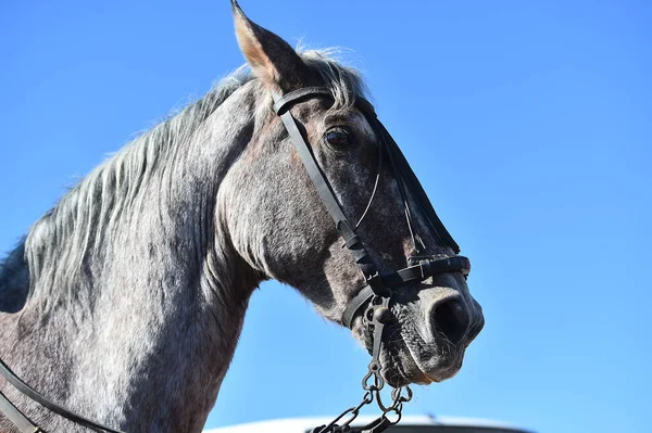 Een Hoofd Van Prachtig Paard — Stockfoto