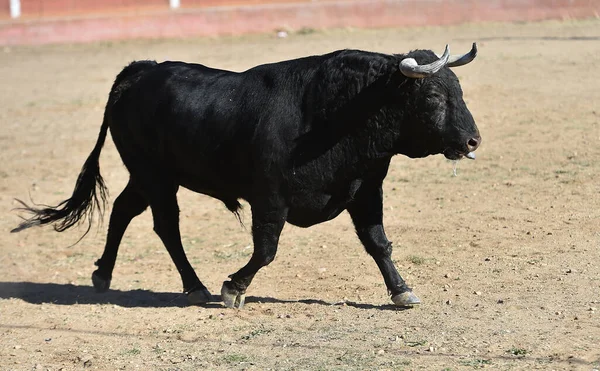 Combattere Toro Con Grandi Corna Sulla Spagna — Foto Stock