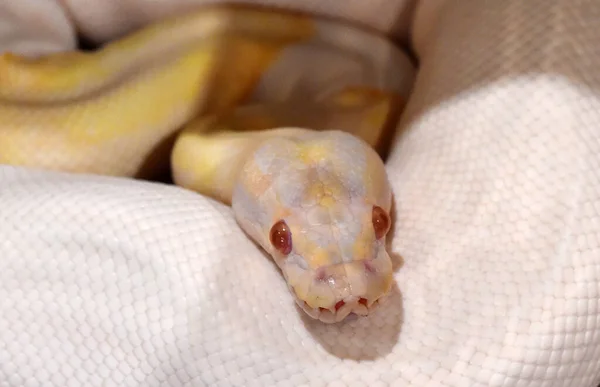 Una Hermosa Serpiente Python Regius —  Fotos de Stock