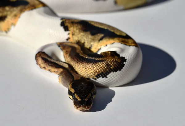 Una Hermosa Serpiente Python Regius —  Fotos de Stock