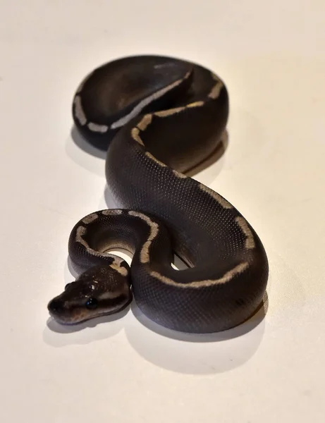Красива Пітонна Змія — стокове фото
