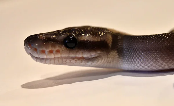 Magnifique Serpent Python Regius — Photo