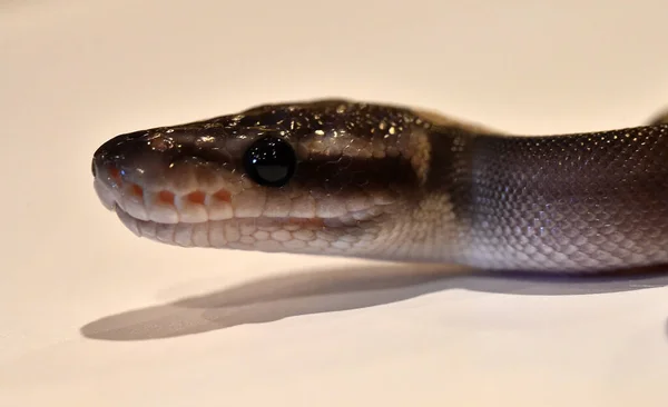 Una Hermosa Serpiente Python Regius —  Fotos de Stock