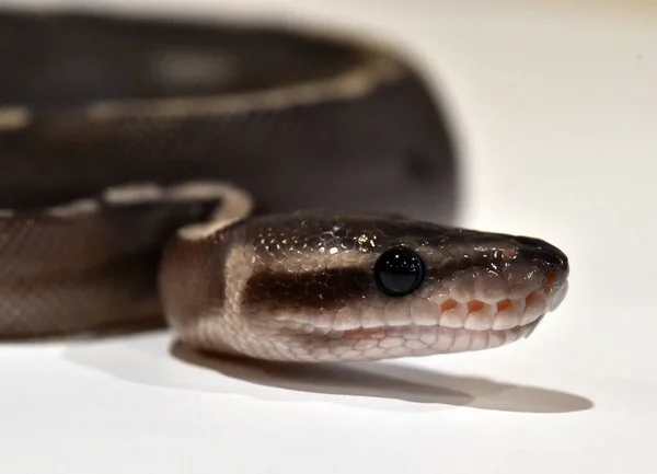 Uma Bela Cobra Python Regius — Fotografia de Stock