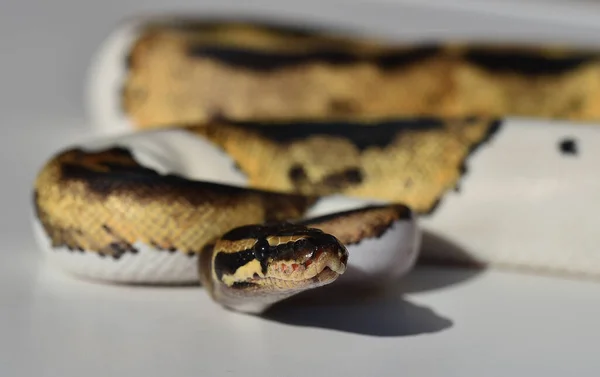 一条漂亮的蟒蛇 — 图库照片
