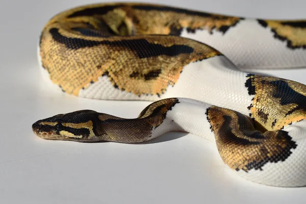 Una Hermosa Serpiente Python Regius — Foto de Stock