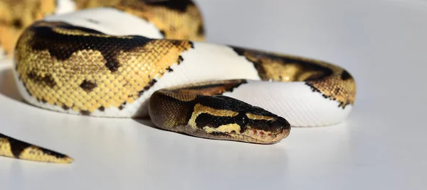 Vacker Python Regius Orm — Stockfoto