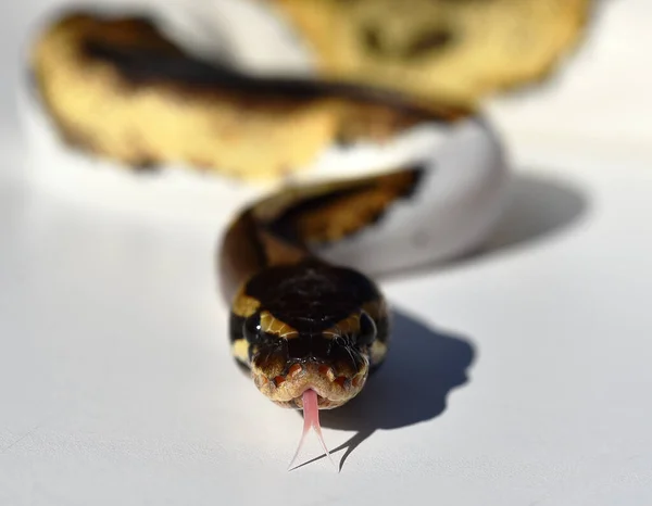 Una Hermosa Serpiente Python Regius — Foto de Stock