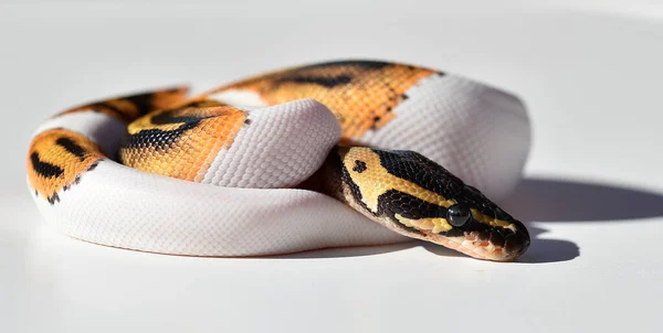 Een Prachtige Python Regius Slang — Stockfoto