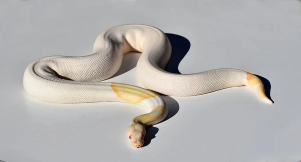 Een Prachtige Python Regius Slang — Stockfoto