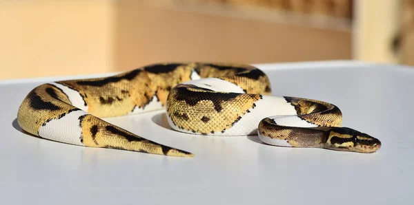 Eine Schöne Python Regius Schlange — Stockfoto