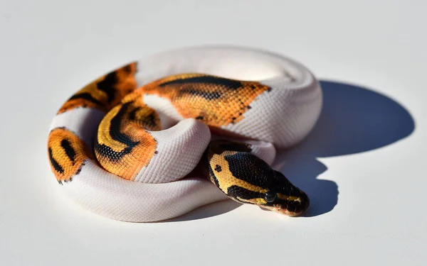 Красивая Питонская Змея — стоковое фото