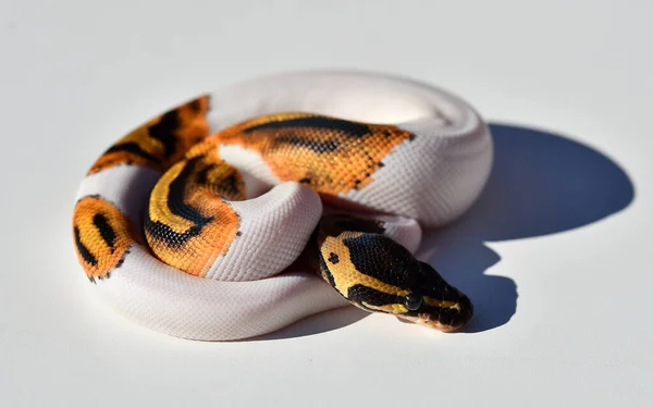 Een Prachtige Python Regius Slang — Stockfoto