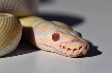 Güzel bir piton rejim yılanı.