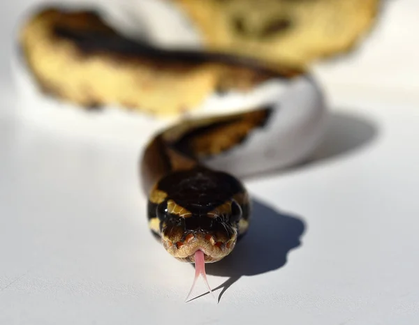 Una Hermosa Serpiente Python Regius —  Fotos de Stock