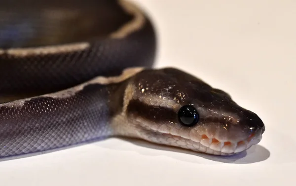 Beautiful Python Regius Snake — Stock Photo, Image