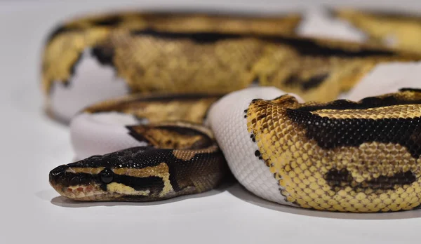 Uma Bela Cobra Python Regius — Fotografia de Stock