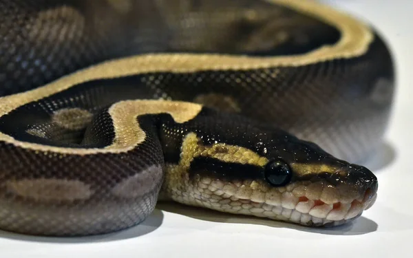 Una Hermosa Serpiente Python Regius —  Fotos de Stock