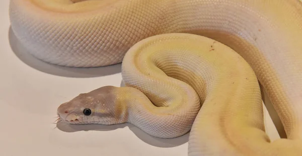 Una Hermosa Serpiente Python Regius —  Fotos de Stock
