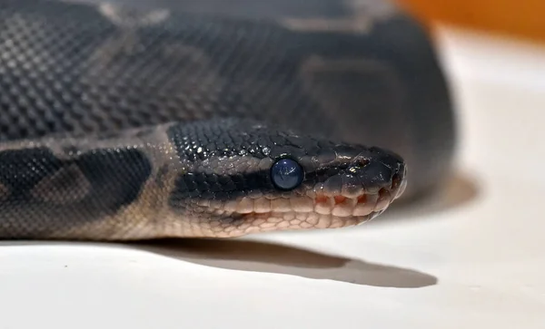 Una Hermosa Serpiente Python Regius —  Fotos de Stock