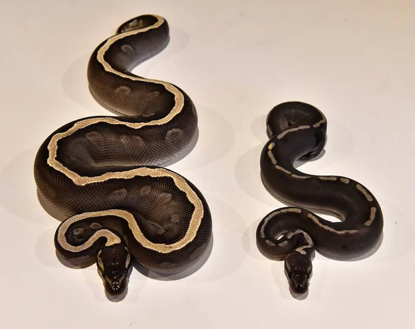 Una Hermosa Serpiente Python Regius — Foto de Stock