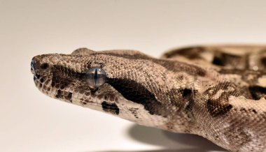 Tehlikeli bir boa yılanı.