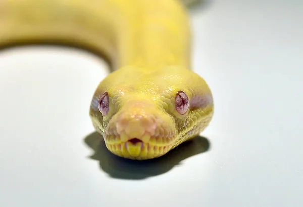 Een Gevaarlijke Boa Constrictor — Stockfoto