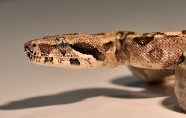 Uma Perigosa Cobra Constritora Boa — Fotografia de Stock